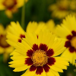 Coreopsis grandiflora 'SunKiss'