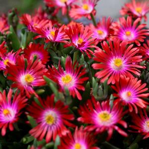 Delosperma 'Garnet'