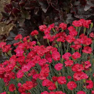 Dianthus 'Frosty Fire'