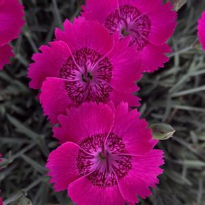 Dianthus 'Neon Star'