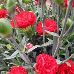 Dianthus 'Radiance'