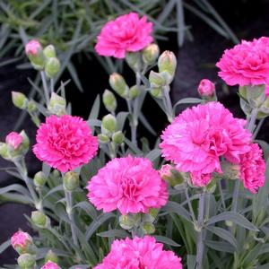 Dianthus 'Sherbet'