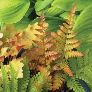 Dryopteris erythrosora 'Brilliance'