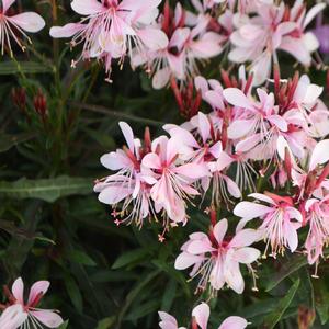 Gaura lindheimeri 'Graceful Pink'