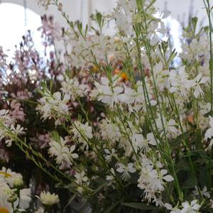 Gaura lindheimeri 'Graceful White'