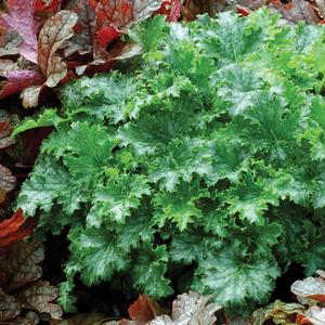 Heuchera 'Apple Crisp'