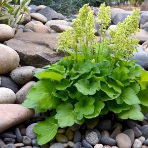 Heuchera 'Blondie in Lime'