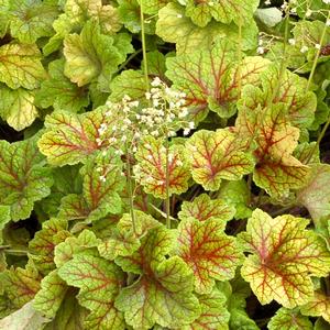 Heuchera 'Electra'