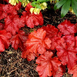 Heuchera 'Fire Alarm'