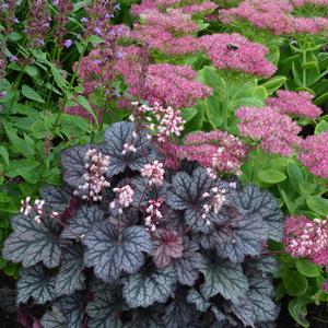 Heuchera 'Frost'