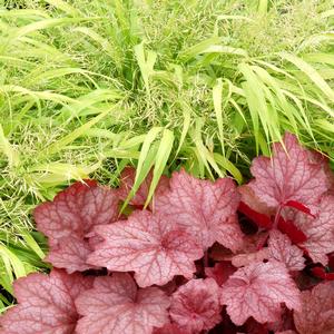 Heuchera 'Georgia Peach'