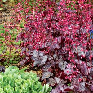 Heuchera 'Glitter'