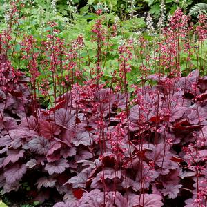 Heuchera 'Grape Soda'