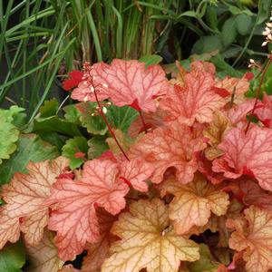 Heuchera 'Paprika'