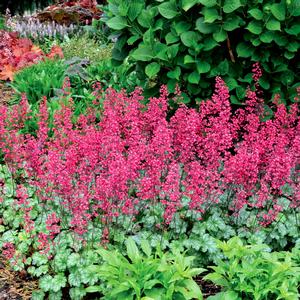 Heuchera 'Paris'