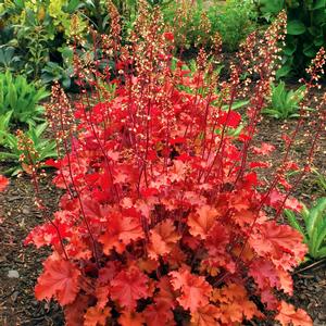 Heuchera 'Peach Crisp'