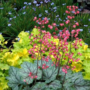 Heuchera 'Peppermint Spice'