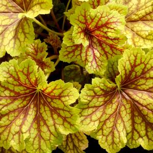 Heuchera 'Red Lightning'