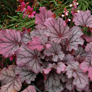 Heuchera 'Sugar Berry'