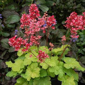 Heuchera 'Sweet Tart'