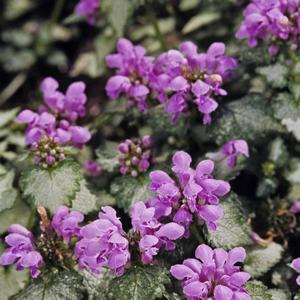 Lamium maculatum 'Orchid Frost'