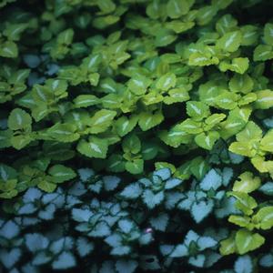 Lamium maculatum 'Pink Pewter'