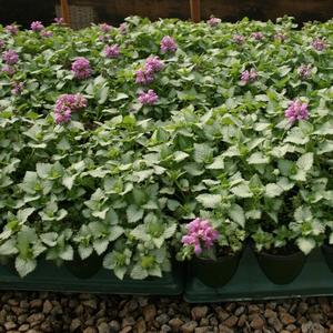 Lamium maculatum 'Red Nancy'