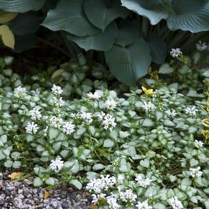 Lamium maculatum 'White Nancy'