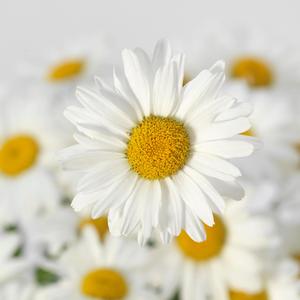 Leucanthemum x superbum 'White Lion'