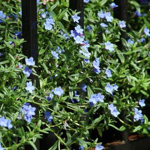 Lithodora diffusa 'Grace Ward'