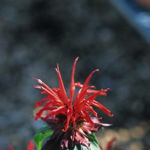 Monarda 'Jacob Cline'