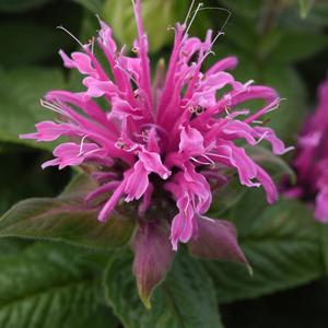 Monarda didyma 'Pink'