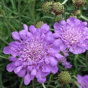 Scabiosa columbaria 'Butterfly Blue'