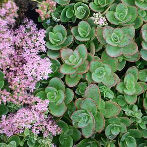 Sedum 'Lime Zinger'