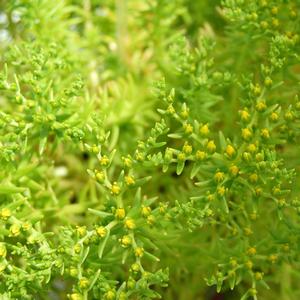 Sedum mexicanum 'Lemon Ball'