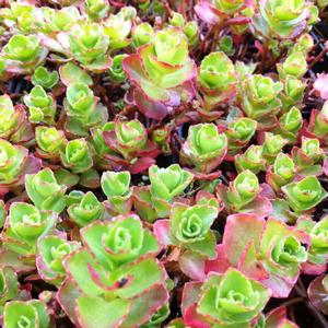 Sedum spurium 'Dragon's Blood (Roseum)'