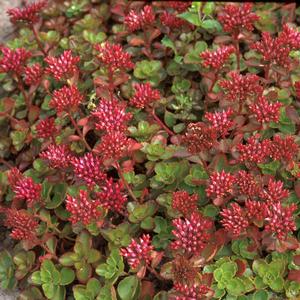 Sedum spurium 'Fuldaglut (Fulda Glow)'