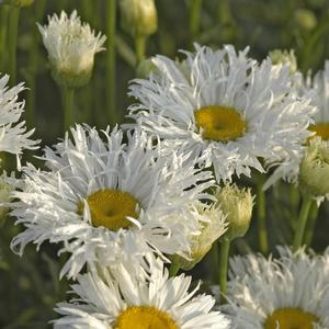 Leucanthemum x superbum 'Crazy Daisy'