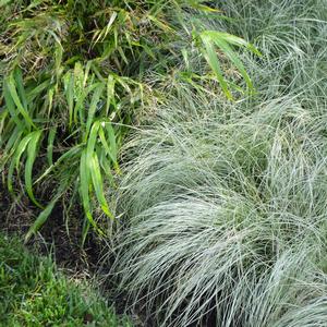 Carex comans 'Amazon Mist'