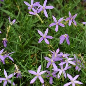 Isotoma axillaris 'Blue Stars'