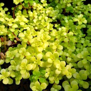 Sedum makinoi 'Ogon'