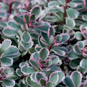 Sedum spurium 'Tricolor'