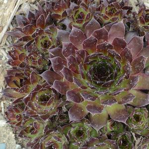 Sempervivum 'Black'