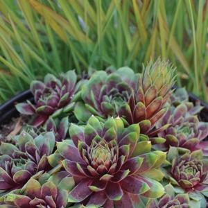 Sempervivum 'Ruby Heart'