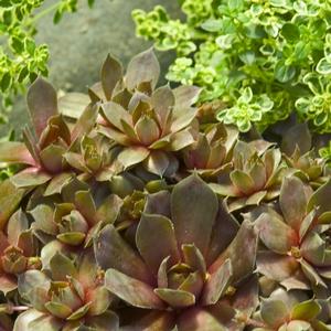 Sempervivum 'Silverine'