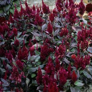 Celosia argentea var. plumosa 'New Look'