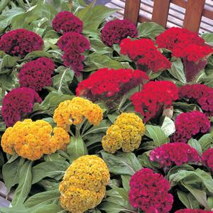 Celosia cristata 