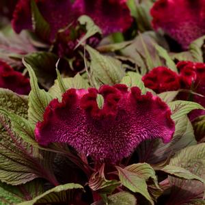 Celosia cristata 'Dracula'