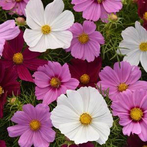 Cosmos bipinnatus 'Mix'