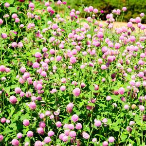 Gomphrena globosa 'Ping Pong Lavender'